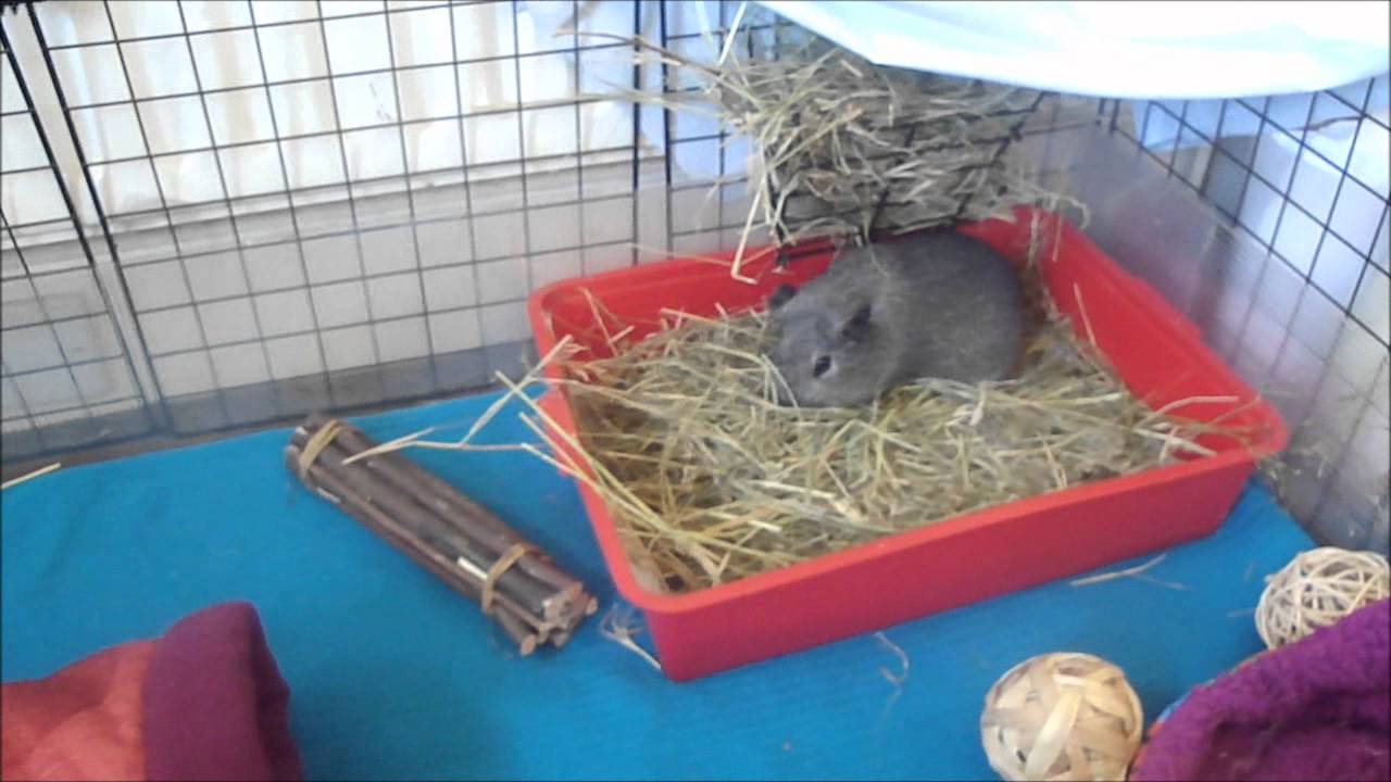 will a guinea pig use a litter box