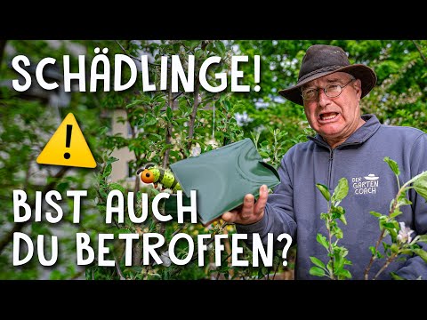 Video: Feigenbaum-Schädlingsbekämpfung: Tipps zur Behandlung von häufigen Feigenbaum-Schädlingen