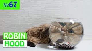 ПРИКОЛЫ 2017 с животными. Смешные Коты, Собаки, Попугаи // Funny Dogs Cats Compilation. Март №67