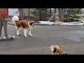 How to walk your big dog!