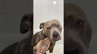 Giving My Scary Pitbull A Bath #dogbath #viral #asmr #satisfying