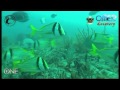 Подводная охота на побережье Флориды