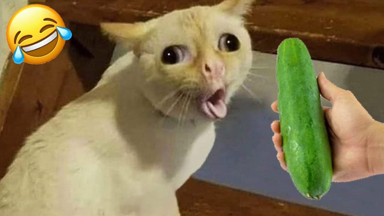 ⁣Funny Animals 😅 Very Funny Cats and Dogs Videos 😹🐶 PART 2