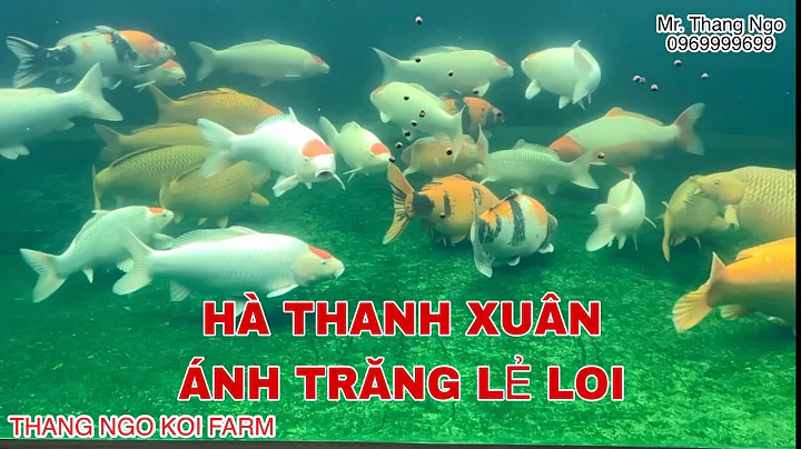 Thang Ngo Koi Farm. #HaThanhXuan #Anhtrangleloi #K...