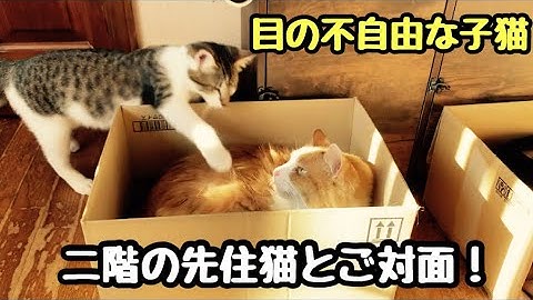 目の不自由な子猫が二階デビューしました！先住猫さんとご対面