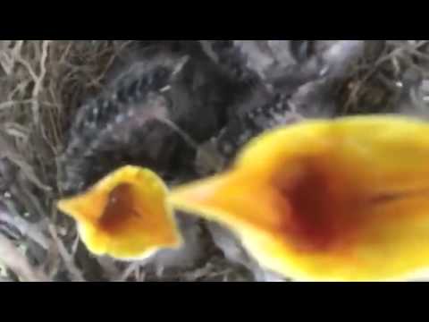 screaming-baby-birds!