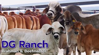 วิธีการดูแลวัวตั้งแต่ท้องจนคลอด ที่ DG Ranch Brahman&Beefmaster อ.คลองขลุง จ.กำแพงเพชร|พาชมฟาร์มEP.2