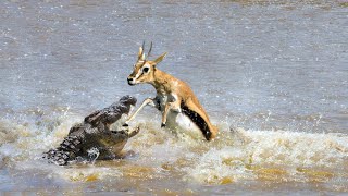 Crocodile Eating Poor Gazelle When Crossing The River