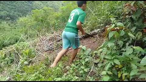 Mus khawb qos thiab de nplooj qos ntoo lo pub npua 24/5/2019