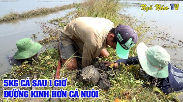 BẮT CÁ TRÚNG Ổ CÁ LÓC CÁ RÔ CÒN HƠN CÁ TRONG AO NUÔI - CÁ NƯỚNG TRUI BỮA CƠM MIỀN TÂY - NGÃ NĂM TV