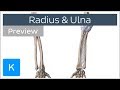 Bones of the forearm - Radius and ulna (preview) - Human Anatomy | Kenhub