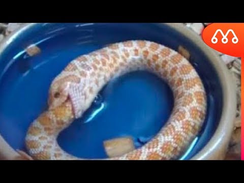 Vídeo: O Que As Cobras Comem?