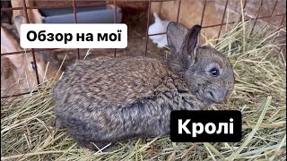 Я зробив повний обзор на моїх кролів