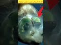 allah pak ki banai ajeeb w ghareeb machaliyan #shorts