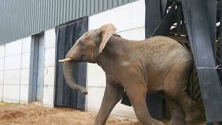 Uli The Elephant Arrives at Noah's Ark Zoo Farm