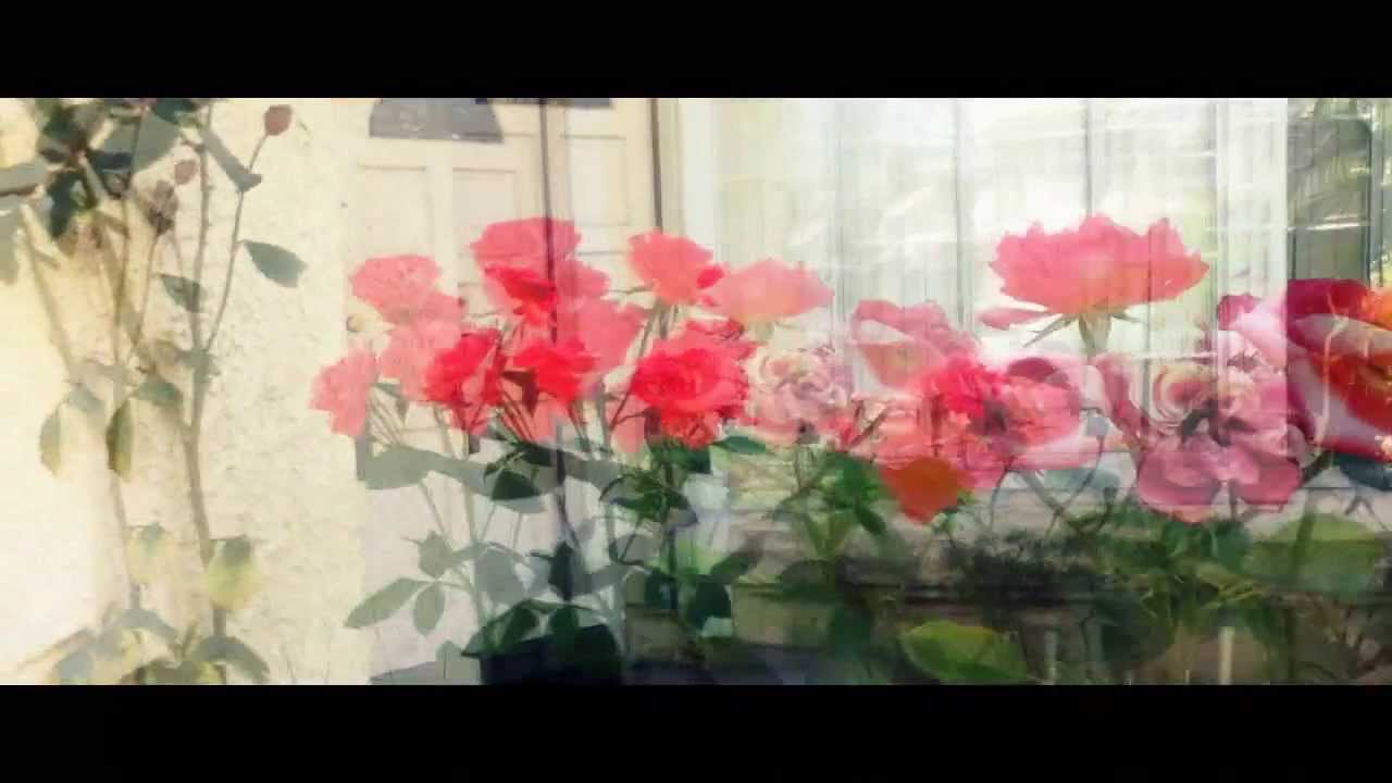 sony vegas pro 16 crack Roses: Filmed/Shot on an iPod
