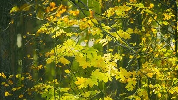Season Change Concept. Green Maple Tree Turn Yellow. 4k Timelapse. Autumn Mood. Summer Autumn Forest