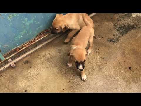 Video: Mengadopsi Anjing Potcake Di Turki & Caicos