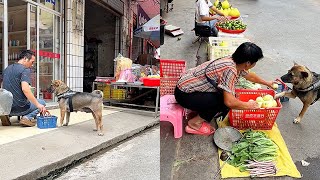 High IQ dog helps owner to buy food🫑