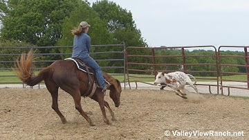 Chics Fancy Pine - working cows! - ValleyViewRanch.net