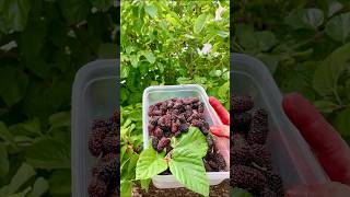 Free Shangri-la Mulberry Tree? Here's How I Clone In The Desert! Profile