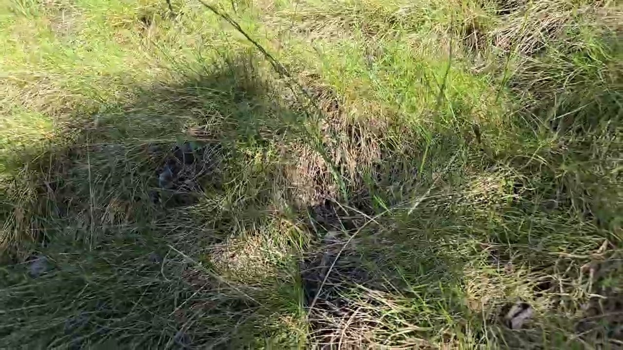 Wild Blue Flax (Linum lewisii) in Bloom