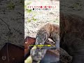 オオトカゲの前に逃げ場なし!毒コウモリも餌に! #コモドオオトカゲ #大コウモリ #捕食 #野生動物 #毒