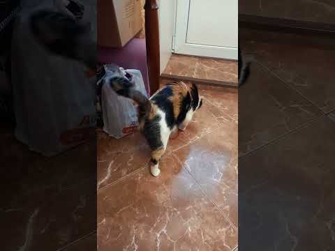 Игрушка электронная мышь со светодиодами.Кошка играет с мышью Прикол