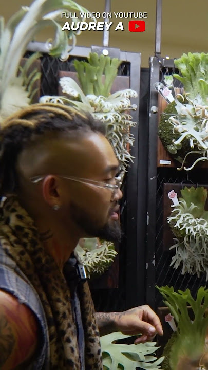 GREBEK, THE MOST COMPLETE EXOTIC PLANT EXHIBITION IN INDONESIA, WITH PLANTS PRICED AT 2.4 BILLION...