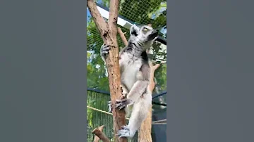 Что взволновало лемуров?🤔😅