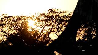 Nandini The Dream City