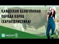 Казахская белоголовая порода коров (характеристика)