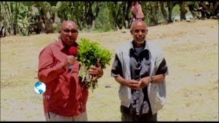 DAAWO - Wariye Cabdisalaam Herari 00 Qaad Hadiyad loosiiyay | Beeraha Qaadka Ee Ethiopia