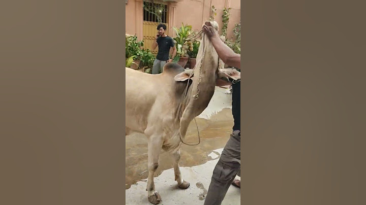 Professional Qasai | Eid 2024