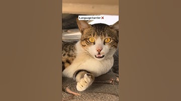 Cat Copies Human Like a Pro 😂 | Funny Cat Shorts #shorts #shortsfeed #youtubeshorts