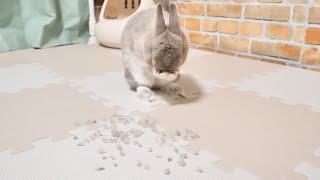 うさぎさんの体から無数の”ポッチ”が生えていたので摘出し続け