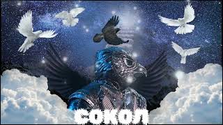 картинка: СОКОЛ - Per Te | Шоу 