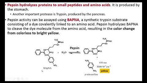 Lab 6 video Digestive physiology PhysioEx S20