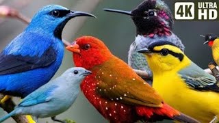 Colourful Birds in 4k -Beautiful Sounds Bird sound in the nature,