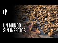 ¿Qué pasaría si todos los insectos desaparecieran del planeta?