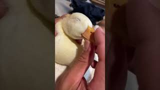 Precious Duck Enjoys a Relaxing Facial Massage