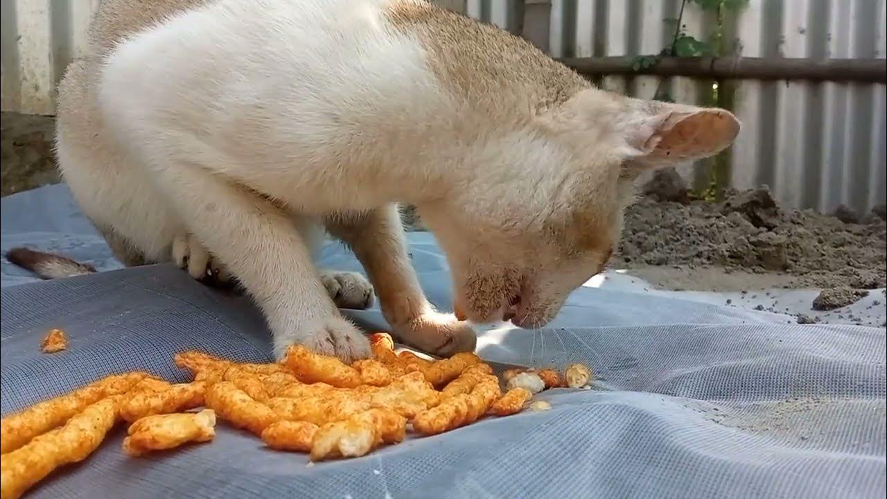 my angry cat eating chips YouTube