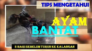 TIPS MENGETAHUI AYAM BANTAT (2 HARI SEBELUM TURUN KE KALANGAN)