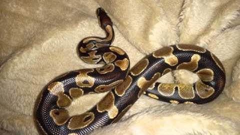 My newest baby.. Ball python... Pics, will have a video later