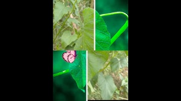 #sortvideo Kinemaster line wipe transition PicsArt photo editing lr effect#mk_editz016#viral#shorts