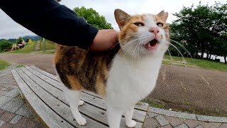 A calico cat living in the park talked to me with a cute meow