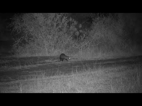 camera iphone 8 plus apk Djuma: Lone White-tailed Mongoose - 23:40 - 07/24/19