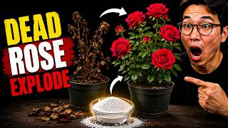 The $1 Powder That Makes Dead Roses Explode With New Growth