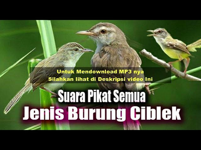 Suara Pikat Semua Jenis Burung Ciblek (Kristal, Semi, Sawah, Gunung) Terbukti Ampuh dan suara Jelas class=