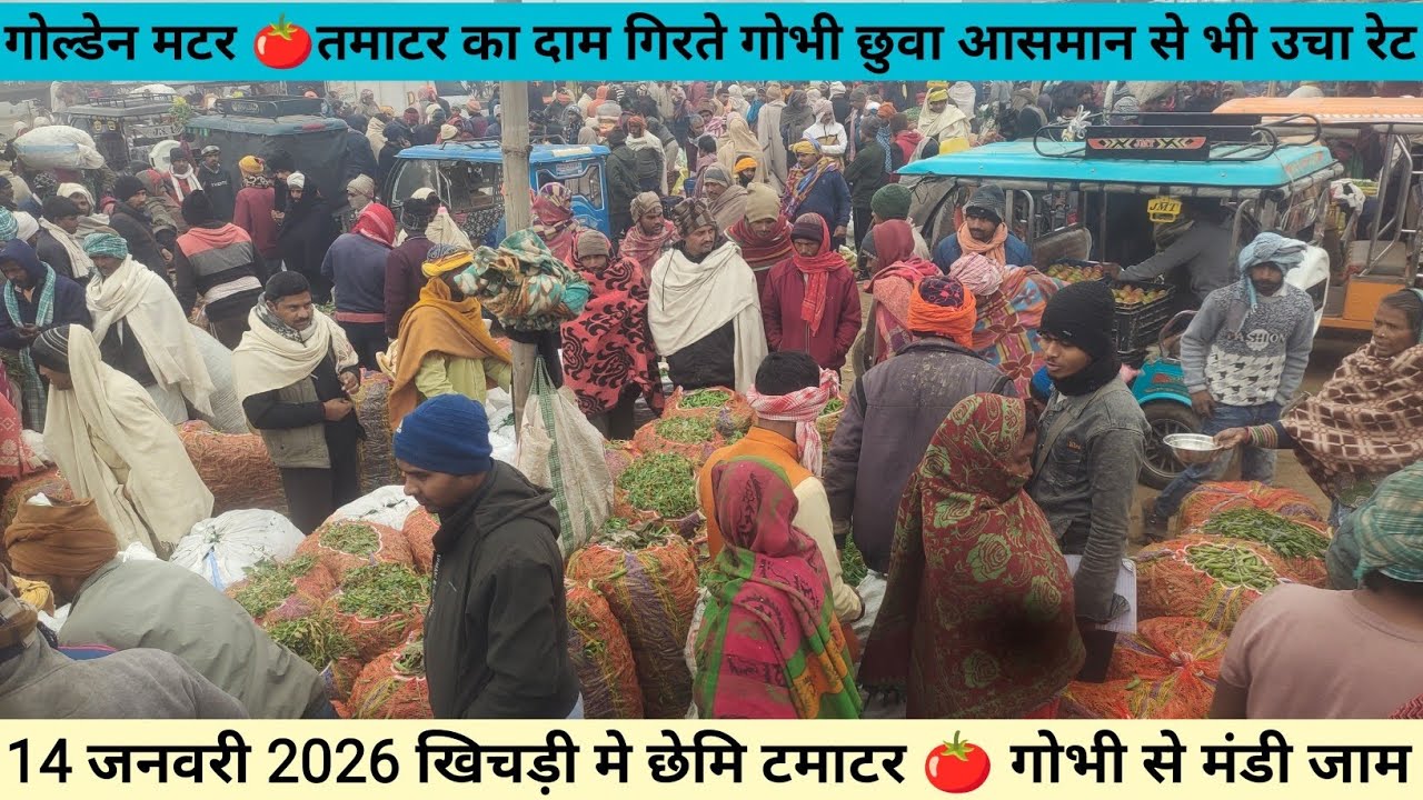 14 जनवारी 2026 खिचड़ी अस्पेसल तमाटर 🍅 गोल्डेन मटर कचरा हुवा भाव फुलगोभी ने छुवा आसमान बक्सर बिहार 